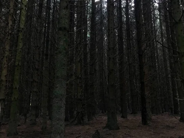 Bäume Einem Dunklen Und Einsamen Wald Schottland — Stockfoto