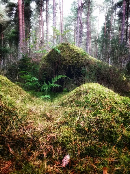 Mousse Fougère Sur Une Racine Envahie Arbre Tombé Dans Une — Photo