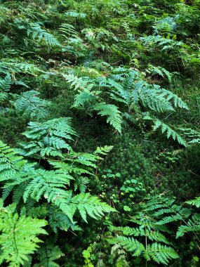 İskoçya, Perthshire 'da bir ormanda yemyeşil eğreltiotu halısı.