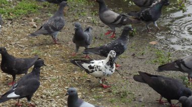 Göze çarpan güvercin sürüsü