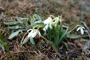 İlkbaharda kardelen lerin birçok çiçeği yakın çekim.
