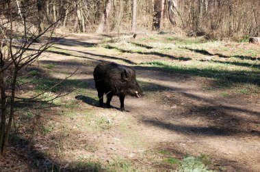Vahşi domuzlar ormanda yürüyor..
