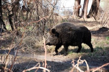 Vahşi domuzlar ormanda yürüyor..