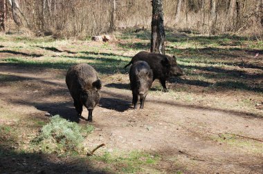 Vahşi domuzlar ormanda yürüyor..