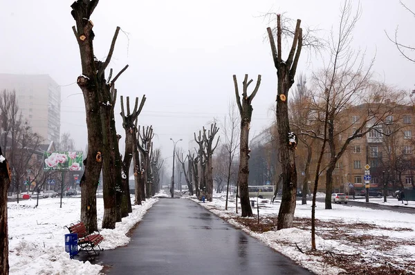 Зимовий Міський Пейзаж Засніжені Дерева Парку — стокове фото