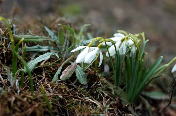 Veel Bloemen Van Sneeuwklokjes Close Het Voorjaar — Stockfoto