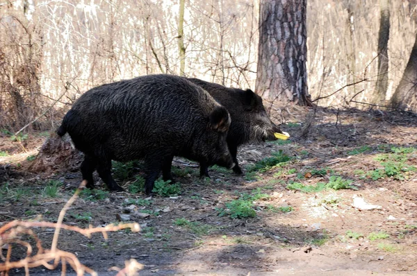 Des Cochons Sauvages Marchent Dans Forêt — Photo