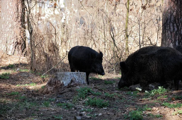 Des Cochons Sauvages Marchent Dans Forêt — Photo