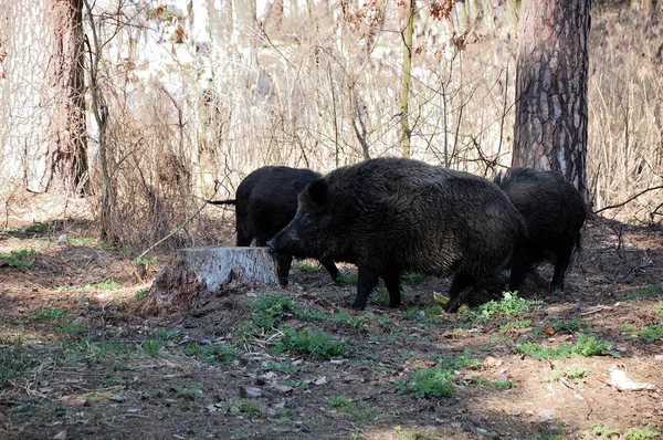 Des Cochons Sauvages Marchent Dans Forêt — Photo