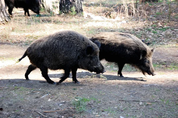 Des Cochons Sauvages Marchent Dans Forêt — Photo