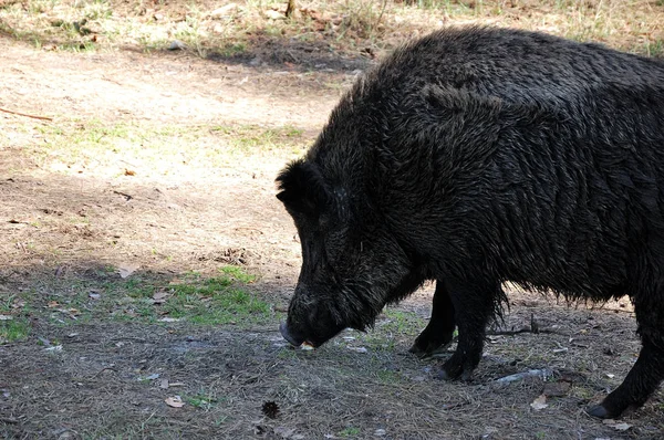 Porcos Selvagens Estão Caminhando Pela Floresta — Fotografia de Stock