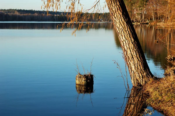 Landscape photography: the tree bent towards the lake.