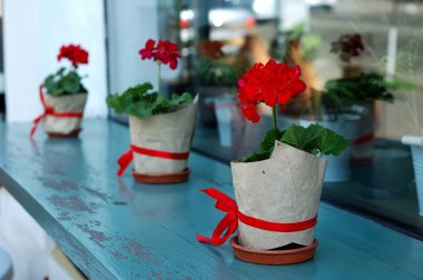 Birkaç kırmızı Sardunya çiçekleri pencere üzerinde güzel tencere.