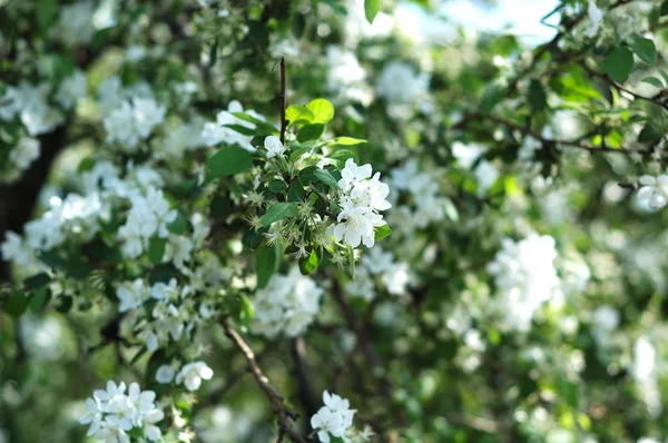 Masif ahşap kapılar yakın çekim Vintage kolları.