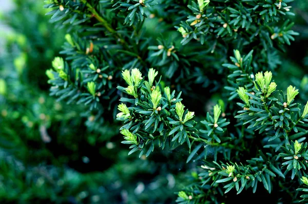 绿色背景上的红豆杉的年轻的绿色小枝 — 图库照片