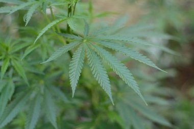 Bush esrar yakın çekim yeşil bir arka plan üzerinde.