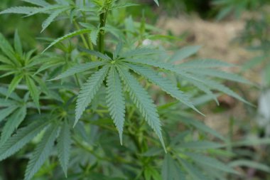 Bush esrar yakın çekim yeşil bir arka plan üzerinde.