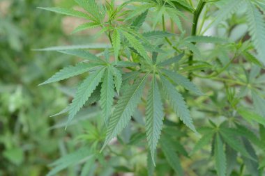 Bush esrar yakın çekim yeşil bir arka plan üzerinde.