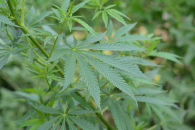 Bush esrar yakın çekim yeşil bir arka plan üzerinde.