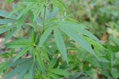 Bush esrar yakın çekim yeşil bir arka plan üzerinde.