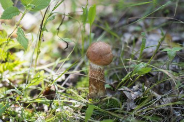 Ormanda güzel bir beyaz mantar yetişir.