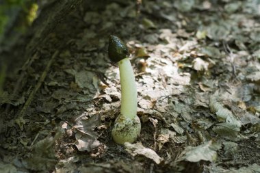 Forest mushroom in the form of a penis.