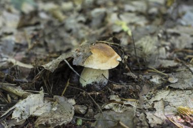 Ormanda güzel bir beyaz mantar yetişir.