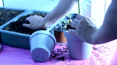 Bir adam başka bir tencerede bir houseplant nakli.