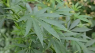 Rüzgarda hareketli yeşil bush esrar.