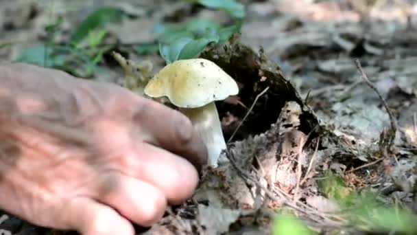 Iemands Hand Tranen Een Witte Paddestoelen Het Bos — Stockvideo