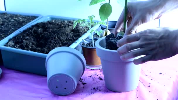 Homem Transplanta Uma Planta Sala Outro Pote — Vídeo de Stock