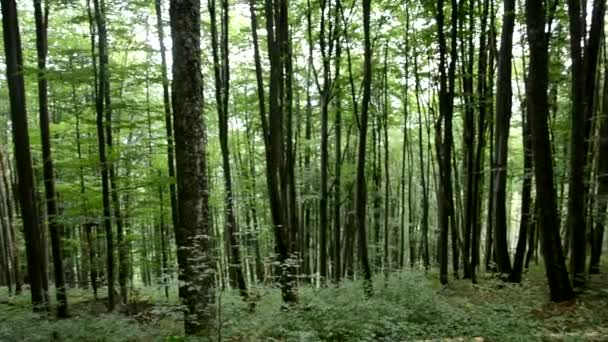 Alter Schöner Grüner Wald Den Bergen — Stockvideo