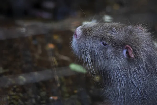 Habitual Grande Nutria Está Localizado Perto Água — Fotografia de Stock