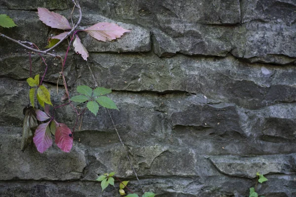 Artistic background: wild grapes on the background of a granite wall.