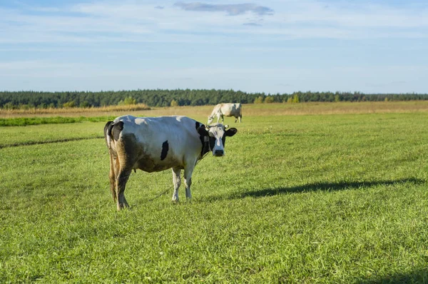 Cow Skrubbsår Grön Äng Sommar — Stockfoto