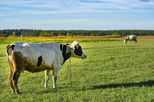 Cow Skrubbsår Grön Äng Sommar — Stockfoto