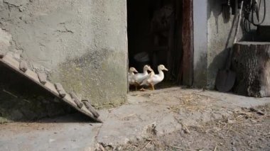 Büyük çiftlikte çalışan ördek büyüdü.
