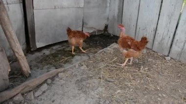 Büyük yetişkin tavuk çiftliği.
