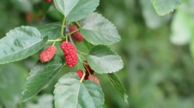 Yeşil arka plan yakın çekim üzerinde olgunlaşmamış dut.