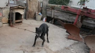 Siyah ülke köpek tasma ve atlar üzerinde çalışır.
