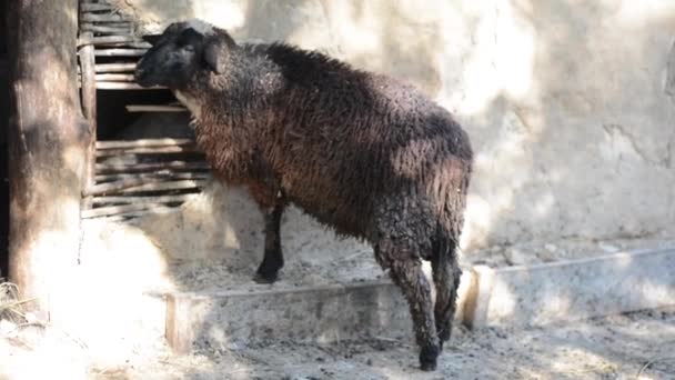schwarze, schmutzige Schafe auf einem Bauernhof.