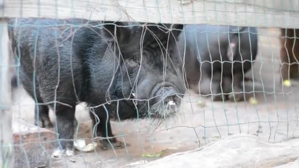 Two Wild Black Pigs Fence — Stock Video