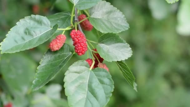 Unripe Mulberries Green Background Close — Stock Video