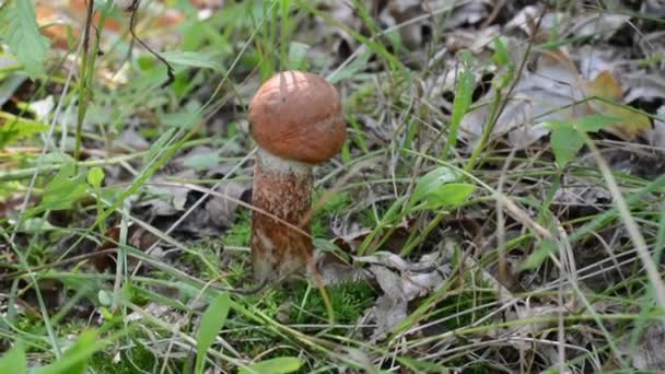 Hombre Recoge Hongo Bosque — Vídeos de Stock