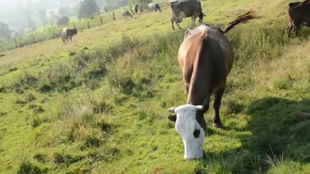 Veel Koeien Grazen Bergen Ochtend — Stockvideo