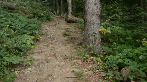 夏の森の観光登山道 — ストック動画
