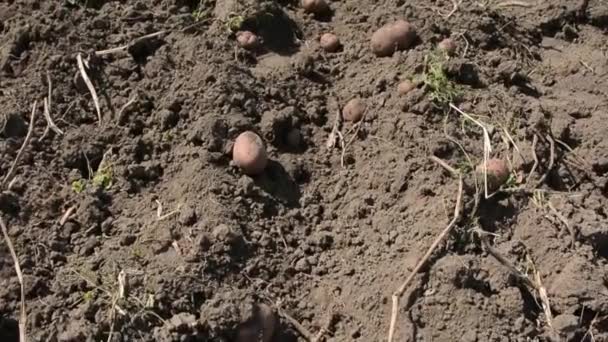 Viele Gruben Große Kartoffeln Garten — Stockvideo