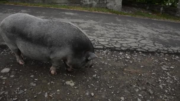 Duże Szare Świnia Idzie Dół Drogi — Wideo stockowe