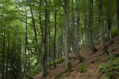 Antik kayın ormanı Karpat Dağları eteklerinde.