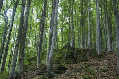 Antik kayın ormanı Karpat Dağları eteklerinde.